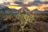 Fototapeta Zachód słońca - Cholla cactus sunset in Red Rock Canyon Nevada 