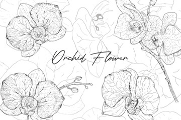  Set of luxury botanical orchid flower background. Hand drawn line art for invitation card and wallpaper template