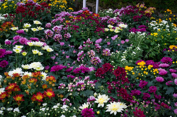 Various types of flowers with beautiful colors. Flower garden.