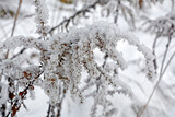 Fototapeta  - nawłoć pod śniegiem, Nawłoć kanadyjska zimą, Solidago canadensis, Solidago under the snow, Withered plants under snow, Solidago dried flowers on winter under snow	