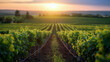 vineyard sunset agriculture viticulture grapevines