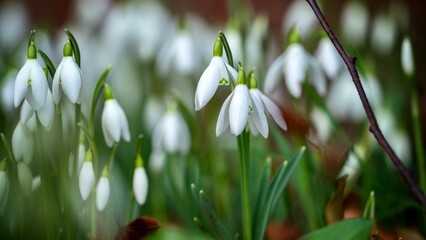 Sticker - Wild Snowdrop Flowers in Spring 