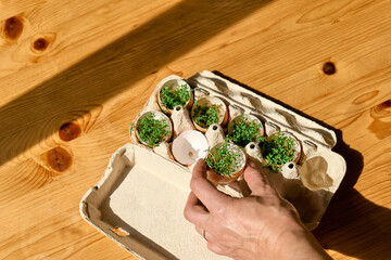 Wall Mural - Fresh microgreens growing in eggshells in paper egg box. Woman's hand sowing watercress seeds in mini vegetable garden at home. Eco sostenible life. Healthy eating.