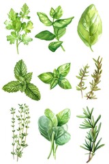 Poster - A collection of various types of herbs displayed on a clean white background. This versatile image can be used for culinary, herbal, or natural health-related projects