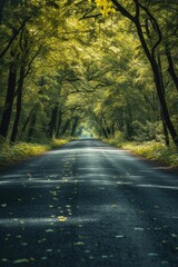 Poster - A peaceful road surrounded by trees in the heart of a dense forest. Perfect for nature lovers and travel enthusiasts