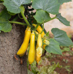 Canvas Print - young zucchini marrow in the garden.