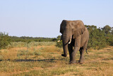 Fototapeta Do akwarium - Afrikanischer Elefant / African elephant / Loxodonta africana