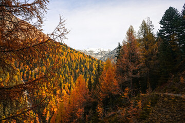 Wall Mural - swiss national park, Parc Naziunal Svizzer, in autumn - engading, switzerland - rolling alps with orange green and red colours