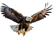 Regal Bald Eagle, isolated on a transparent or white background