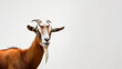 © Nelson - Goat peeking into the frame from the right on a white background