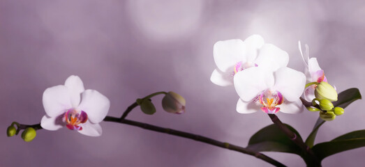 Wall Mural - closeup of a white blooming orchid flower plant isolated on abstract purple bokeh background with copy space, popular floral indoor decoration