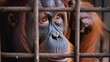 orangutan in a steel cage looks at the camera