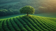  A Lone Tree Sitting On Top Of A Lush Green Hill Covered In Lush Green Grass And A Lush Green Hillside In The Distance Is The Sun Shining On The Horizon.