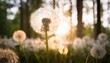 white dandelion in a forest at sunset macro image abstract summer nature background
