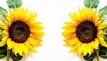 Beautiful Two Yellow Sunflowers Head Watercolor Isolated On White Background Closeup Top View Copy Space