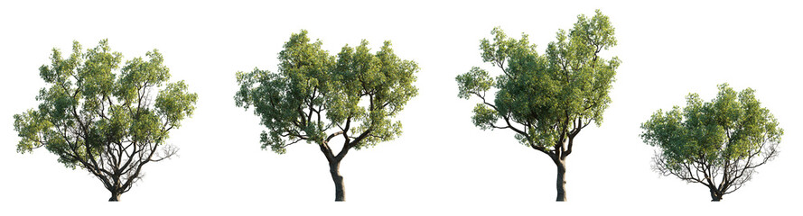 Wall Mural - Quercus faginea Portuguese oak frontal set trees  street summer trees medium isolated png on a transparent background perfectly cutout