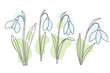 Snowdrop flowers set, first spring flowers in bloom. White flower with green leaves. line art vector illustration, outline style with  abstract colorful shapes.