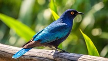 A Migrant Blue Bird Called Black Naped Monarch Sitting On A Perch With Background