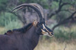 male sable antelope side view