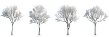 Set Of Street Medium Winter Various Snowed Trees Frontal Isolated Png On A Transparent Background Perfectly Cutout Sunny Weather