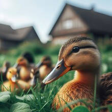 Duck In The Grass, Close Up. Animals Living In The Village