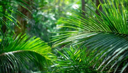 Wall Mural - Background tropical green in the jungle