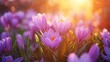 Spring flowers in sunny day in nature, Colorful natural spring background, blooming crocus,