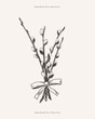 Willow branches tied with ribbon into a bundle in an engraving style. Willow with blossoming buds on a white background. Spring plant for Easter holiday. Botanical vector illustration.
