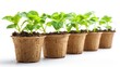 © Татьяна Креминская - Biodegradable plant pots with young seedlings on a white background, concept of sustainable gardening