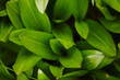 Many Leaves of Lily of the Valley. Top View