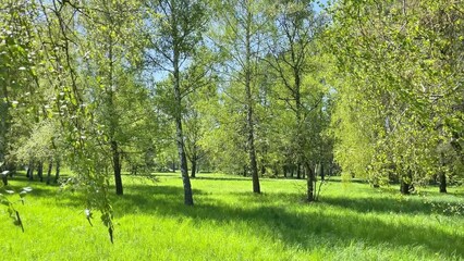 Wall Mural - Green trees in spring forest with green leaves and green grass. 4K video clip