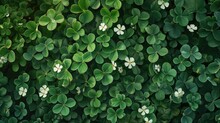 Clover Plant Flower Texture Green Background. Generative AI