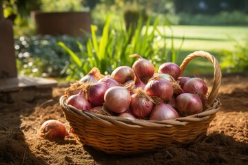 .Photo of a basket filled with onions