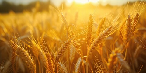 Aufkleber - A vibrant field of ripe wheat with the sun shining in the background. Suitable for agricultural themes and natural landscapes