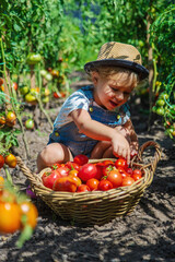 Wall Mural - A child is harvesting tomatoes in the garden. Selective focus.