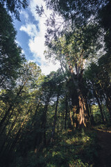 Wall Mural - Discover the majestic Shuishan Giant Tree along the enchanting nature trail of Alishan National Forest Park. Immerse yourself in the breathtaking beauty of the Alishan National Forest Recreation Area.