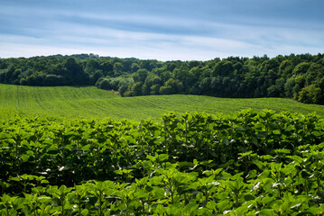 Wall Mural - young sunflower field with green leaves at hills