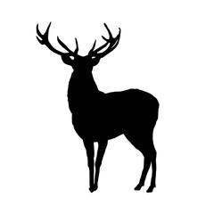 Wall Mural - silhouette of a deer