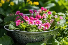 Spring Garden Contains Vintage Colander With Pink Primrose Viola And Bellis Perennis