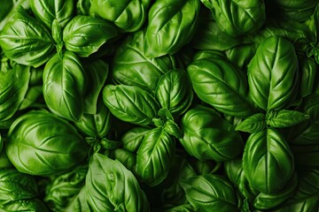 Wall Mural - Studio shot of fresh green basil from a close top view