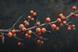 A long branch of blackthorn with thorns and berries on black background
