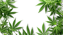 Cannabis Background. Marijuana Frame Green Leaf On Transparent