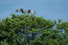 Osprey In Tree