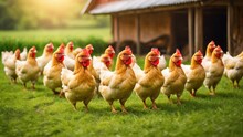 Free Range Chicken Farm And Sustainable Agriculture. Organic Poultry Farming. Chickens Roaming Free In Sustainable And Animal-friendly Farm. Free Range Bird In Agriculture Grass Field.  Generative, Ai