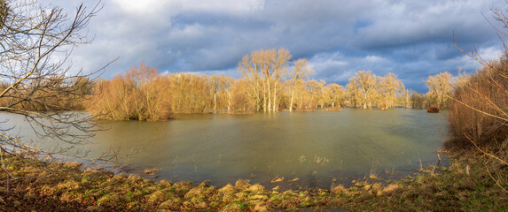 Wall Mural - Land unter im Auwald in der Siegaue bei Bonn