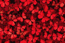 A Vibrant Swarm Of Red Butterflies With A High-contrast Dark Backdrop, Creating A Dramatic Effect.