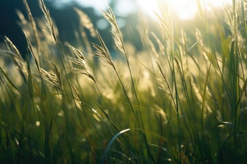 Poster - A picturesque field of tall grass with the sun shining in the background. Perfect for nature and landscape themes