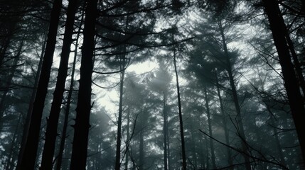 Wall Mural - A dark forest with lots of tall trees. Can be used to depict mystery, adventure, or nature