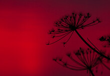 Hogweed Silhouette On The Rising Sun Background