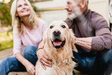 Focused Shot Of Golden Retriever Labrador Pet Domestic Animal With Nice-looking Mature Couple Travelers Husband And Wife Behind Outdoors